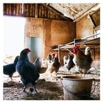 poultry-farming